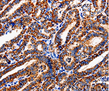 COX19 Antibody