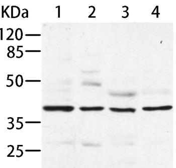 AIMP2 Antibody