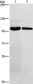 NFKB1 Antibody