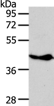 NFKBIE Antibody