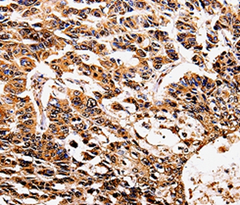 IL17RD Antibody