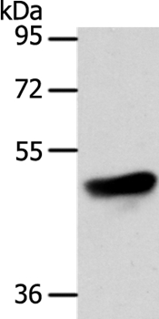 ADIPOR1 Antibody