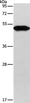 KRT81 Antibody