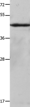 KRT23 Antibody