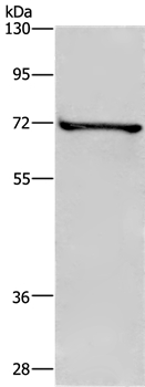 TRIM29 Antibody