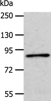 APPL1 Antibody