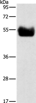 BACE1 Antibody