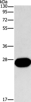 FGF9 Antibody