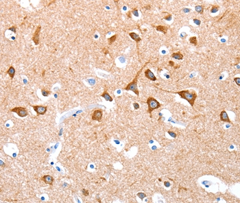 BMP4 Antibody