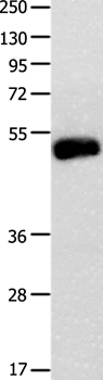 BMP4 Antibody