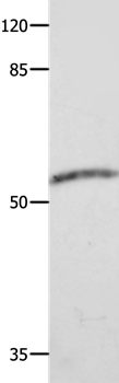 CAP2 Antibody