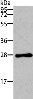 TNNI3 Antibody