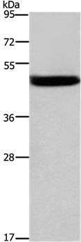 CTSE Antibody