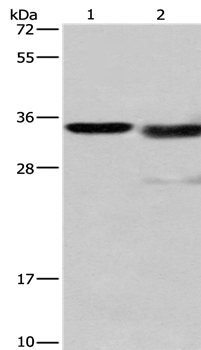 CTSL Antibody
