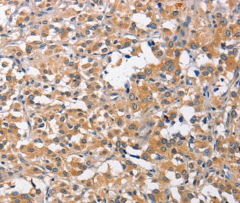 CCL4 Antibody