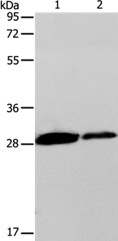 CLEC7A Antibody