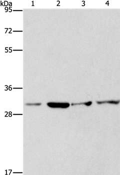 CDK2 Antibody