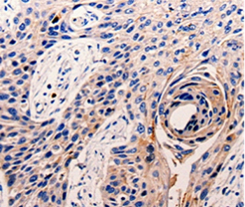 CDK10 Antibody
