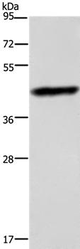 CHI3L1 Antibody