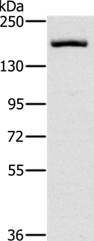 ERBB4 Antibody