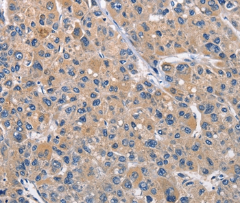 CLEC2D Antibody