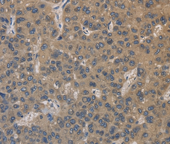 EMC8 Antibody