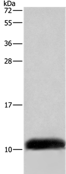 COX6B2 Antibody
