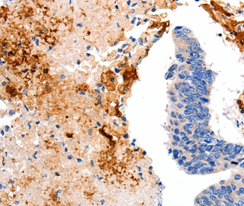 CCNC Antibody