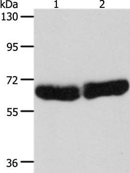 CYP1B1 Antibody