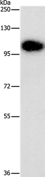 DNM3 Antibody