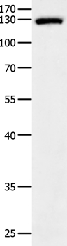 EGF Antibody