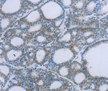 EGFL7 Antibody