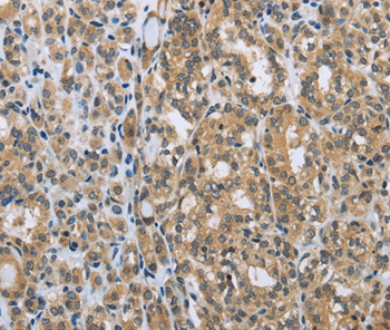 EGFL8 Antibody