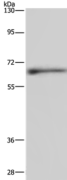 ELN Antibody