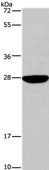 DUSP19 Antibody