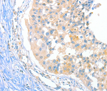 DUSP14 Antibody