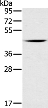 DUSP10 Antibody