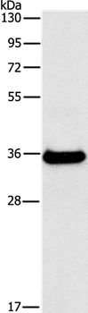 FGL1 Antibody