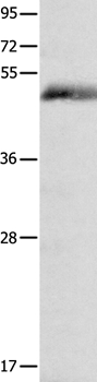 FOSL2 Antibody