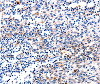 GADD45G Antibody