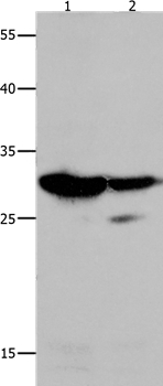 LGALS3 Antibody