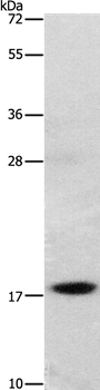 GRP Antibody