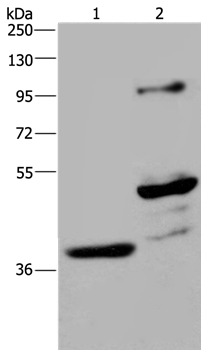 GAS7 Antibody