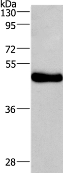 UGCG Antibody