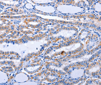 GDF3 Antibody