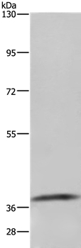 GDF3 Antibody