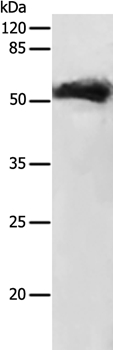 GDF9 Antibody