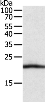 CSF2 Antibody