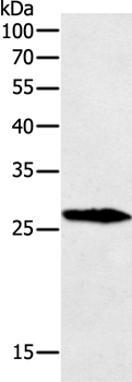 GREM1 Antibody