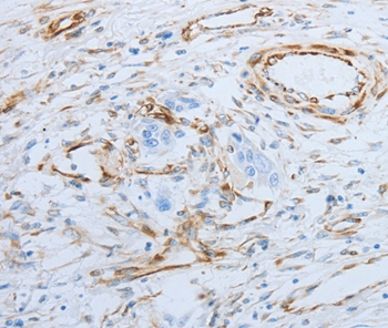 SPINT1 Antibody